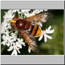 Volucella zonaria - Schwebfliege w05 16mm Teverener Heide.jpg